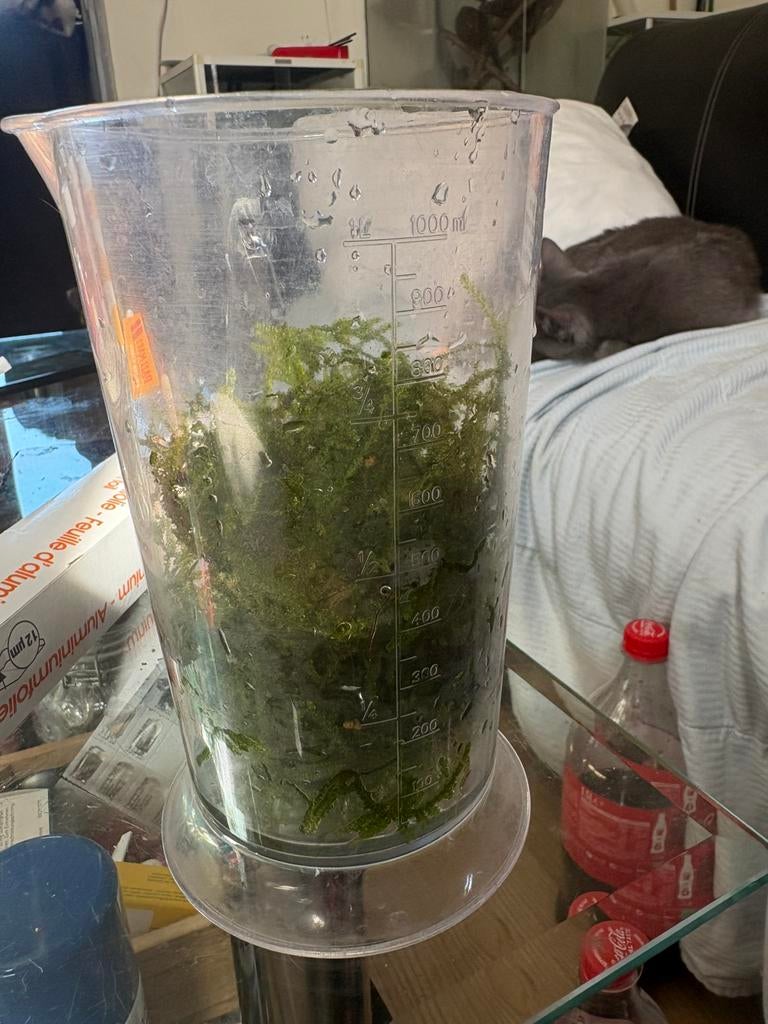 Mousse de java, Dieren en Toebehoren, Ophalen, Zo goed als nieuw
