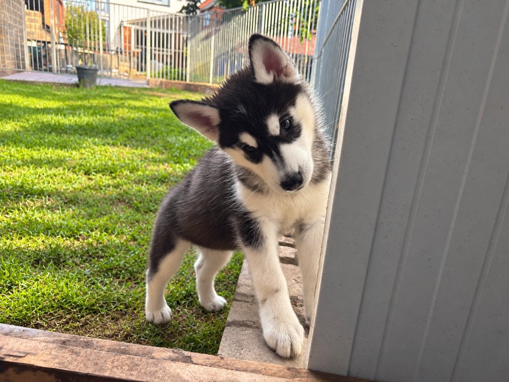 Chiots husky au pedigree de la FCI, Maladie de Carré (chiens), Plusieurs, Chien de traîneau, Belgique