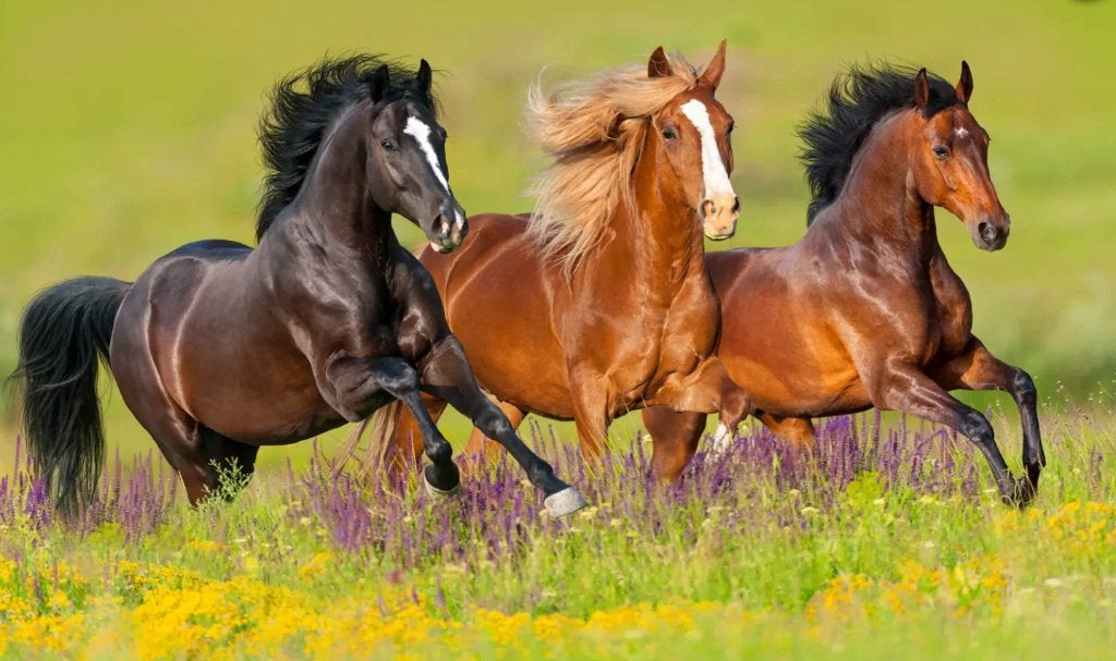Professionele paarden accommodatie /stallen /weide te huur, Dieren en Toebehoren, Opfok, 4 paarden of pony's of meer
