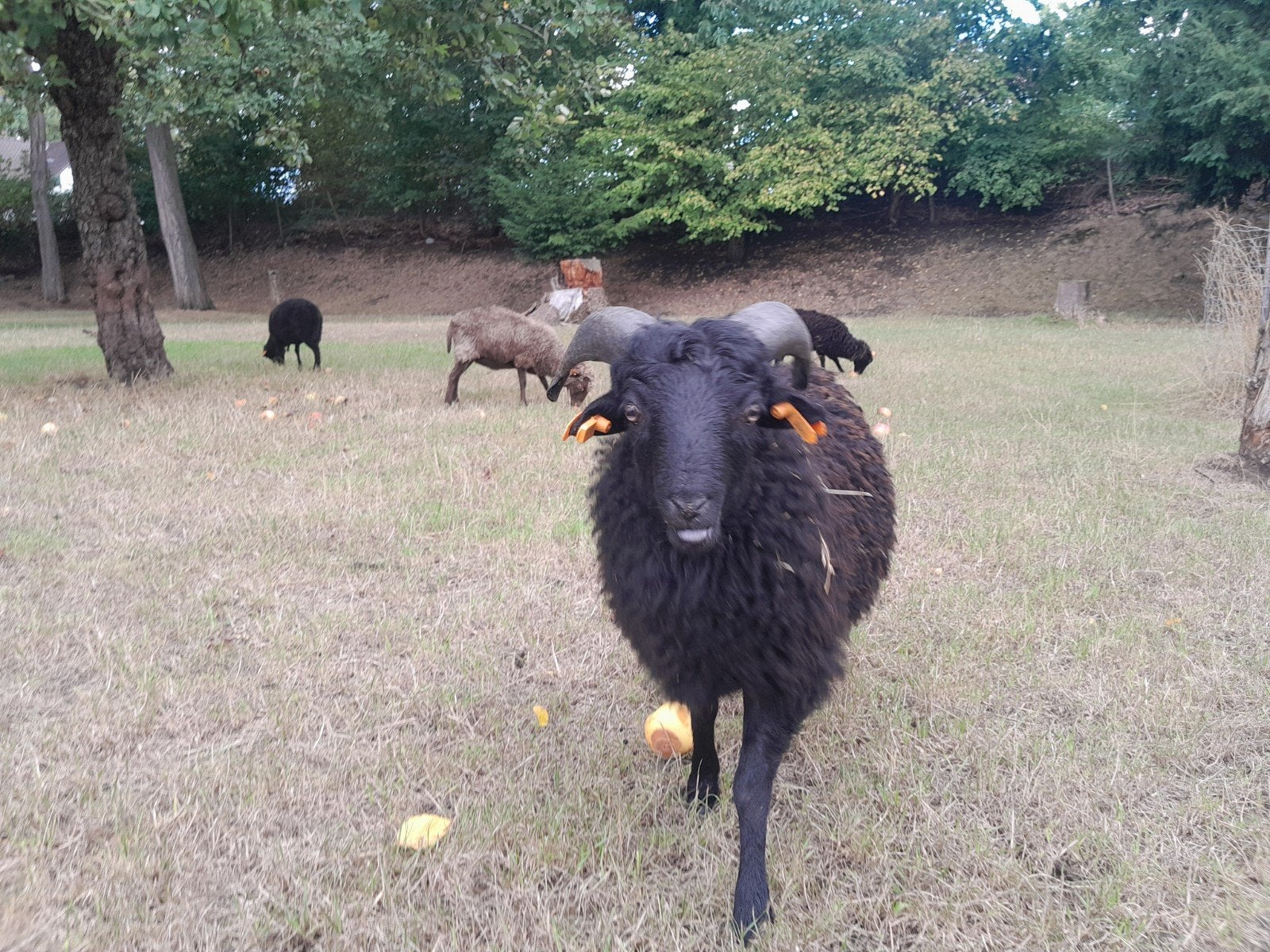 ram ouessant te koop
