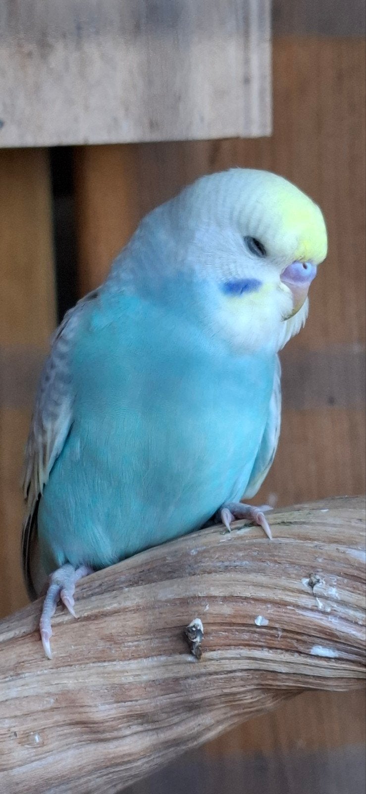 Grasparkiet regenboog pastel man