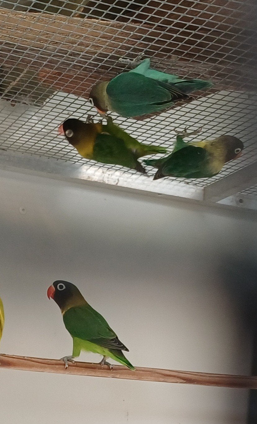 dwergpapegaai, Dieren en Toebehoren