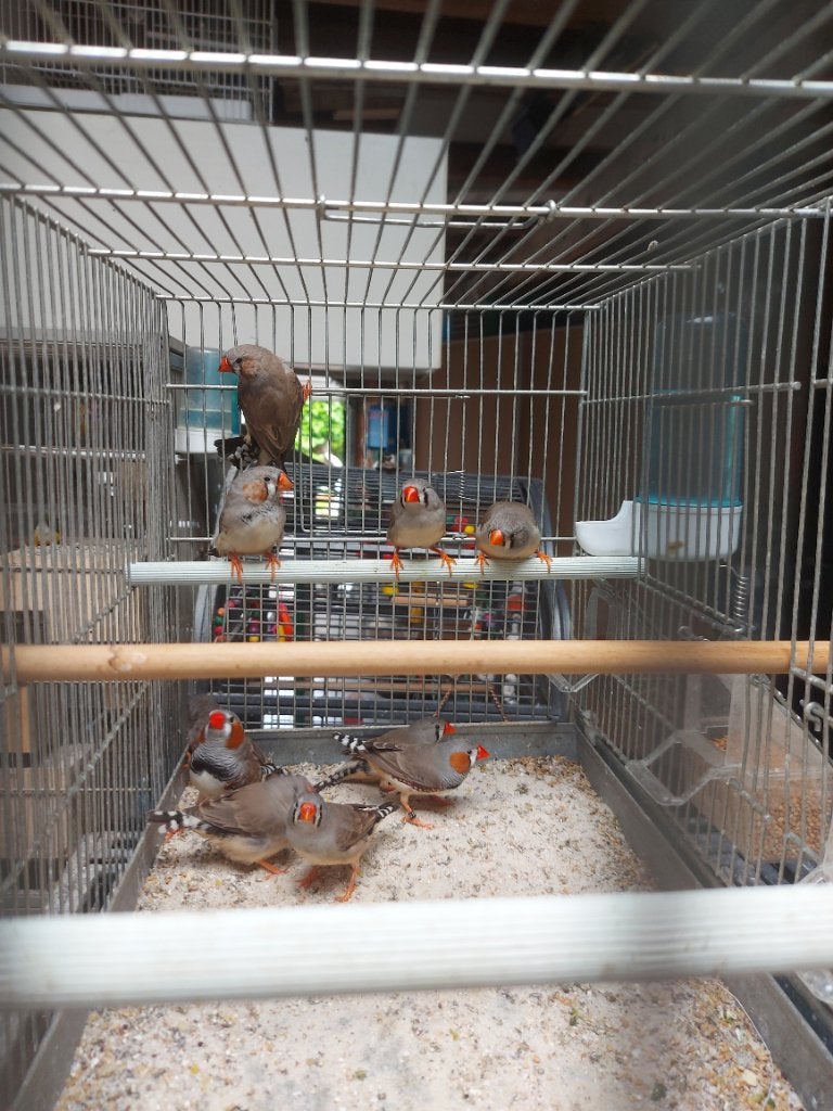 5 kppls zebravinken, Plusieurs animaux, Bâtard