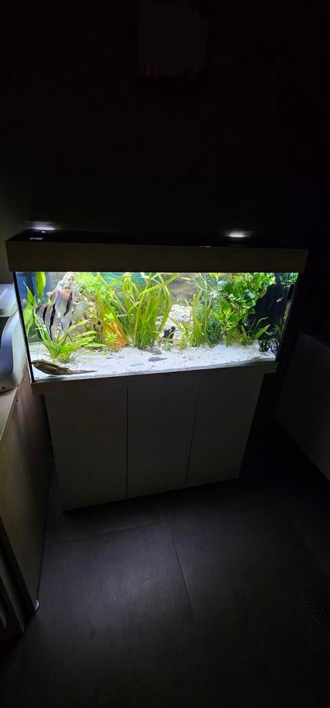 Aquarium, Dieren en Toebehoren, Ophalen, Decoratie, Juwel