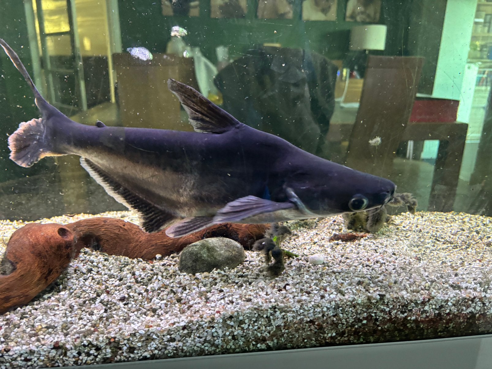 Aquarium vissen, Dieren en Toebehoren, Vis, Zoetwatervis