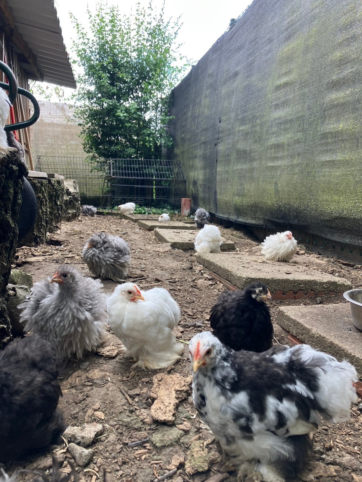 Cochin krielen, Dieren en Toebehoren, Pluimvee, Meerdere dieren, Kip