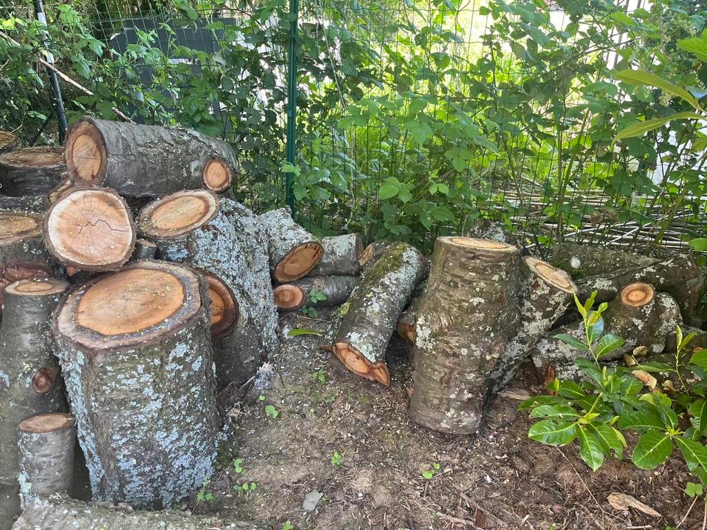 Gratis hout, Tuin en Terras, Brandhout, 3 tot 6 m³, Ophalen, Overige houtsoorten, Stammen