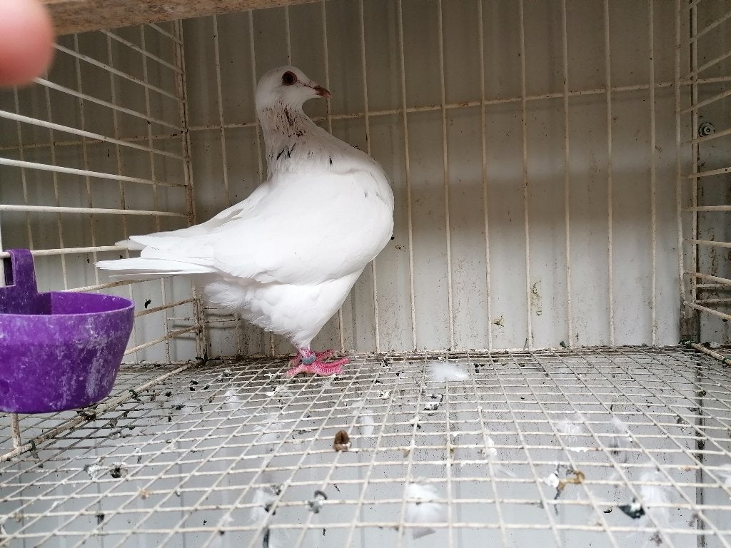 Texan pioneer duiven, Plusieurs animaux, Autres espèces