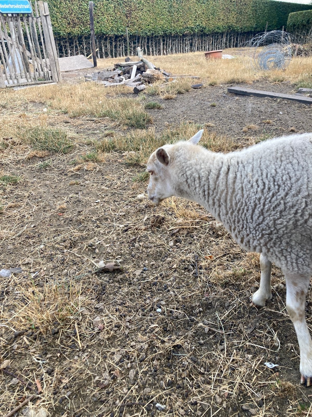 Ouessant ooien, Dieren en Toebehoren, Vrouwelijk, Schaap, 3 tot 5 jaar