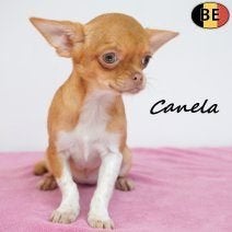 Canela, un chihuahua au caractère pétillant à vendre, Animaux & Accessoires, 15 semaines à 1 an, Commerçant, Chienne, Belgique