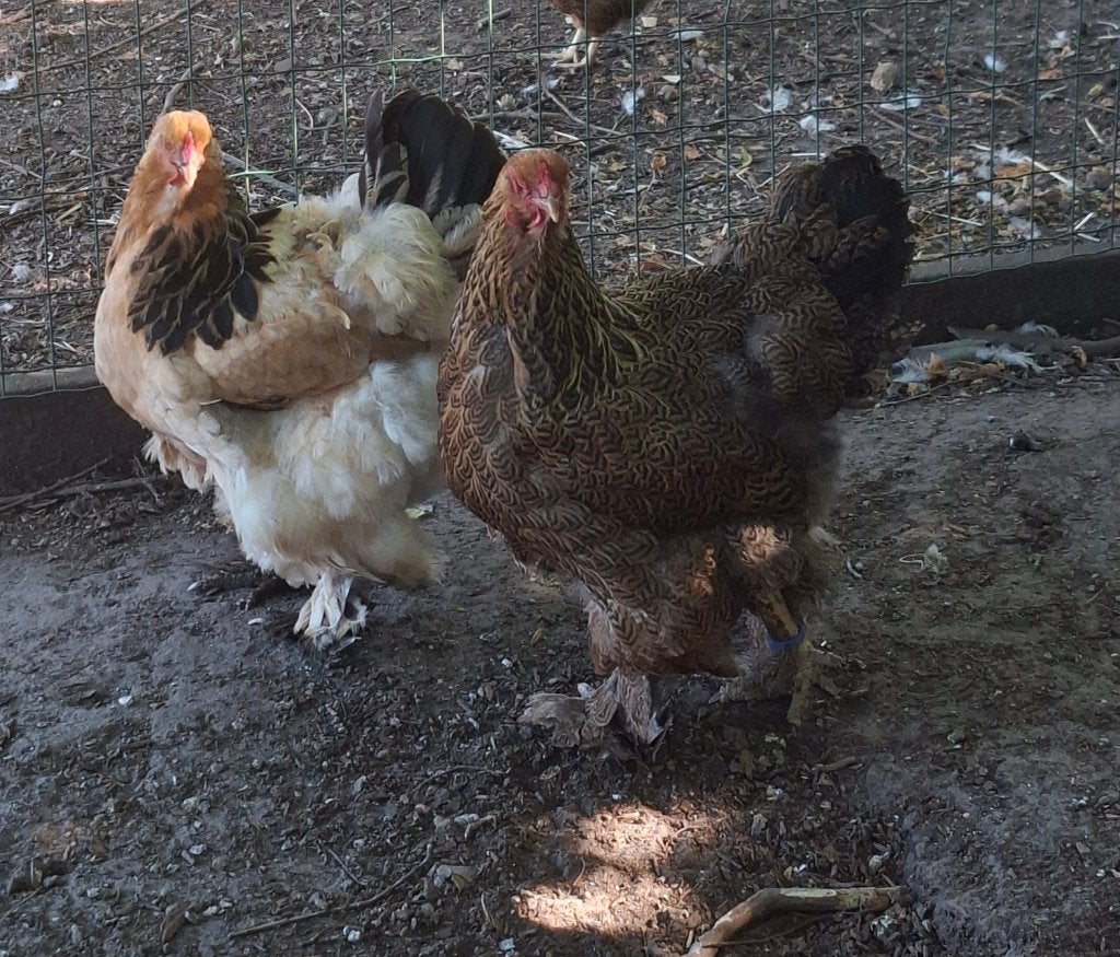 Brahma, Plusieurs animaux, Poule ou poulet