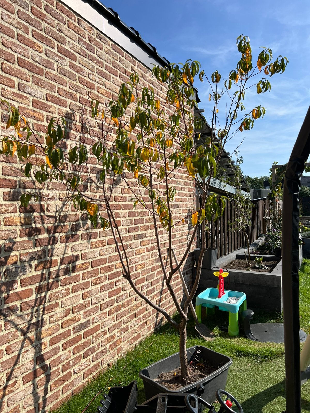 Nectarine boom, Ophalen