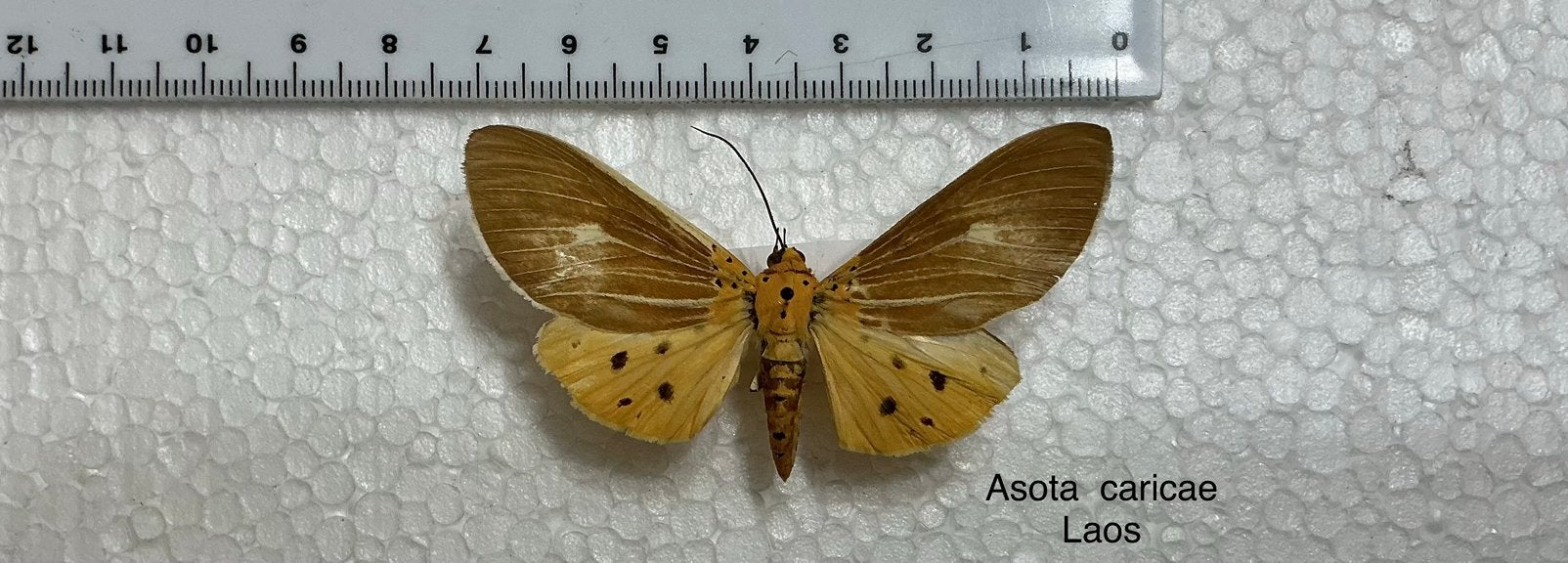 Asota caricae,  Erebidae uit Laos, Enlèvement, Comme neuf