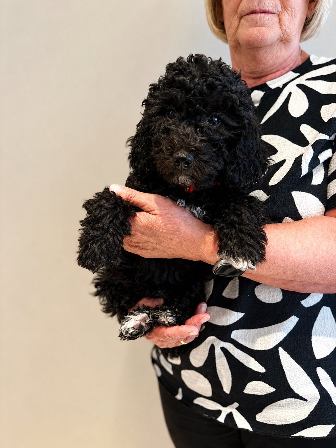 Beau chiot cavapoo f1b (cavapoo x caniche nain), Animaux & Accessoires, Chiens | Chihuahuas & Chiens de compagnie, Caniche, Maladie de Carré (chiens)