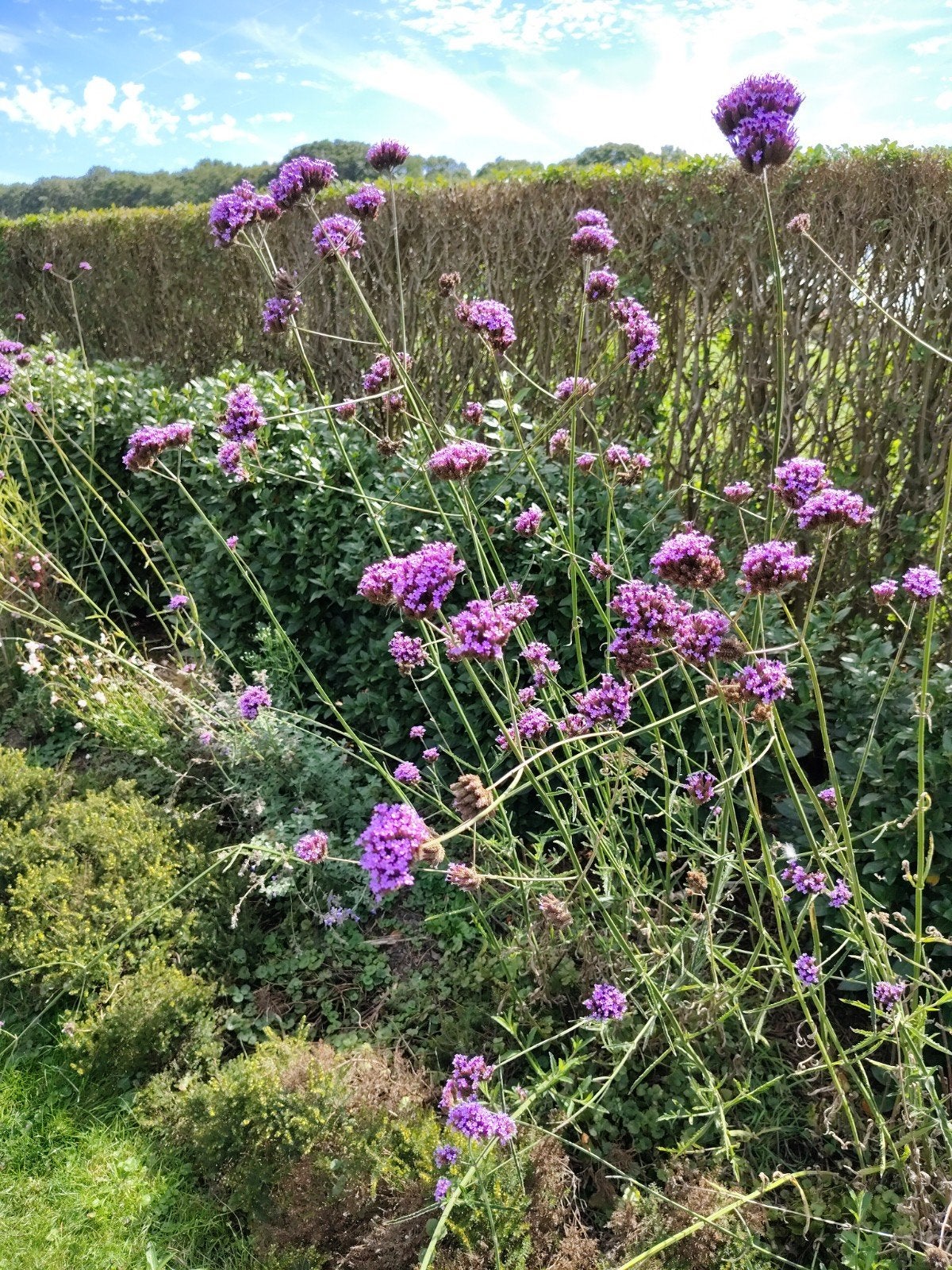 Verbena bonariensis 0,50 per potje, Ophalen, Vaste plant, Overige soorten, Volle zon