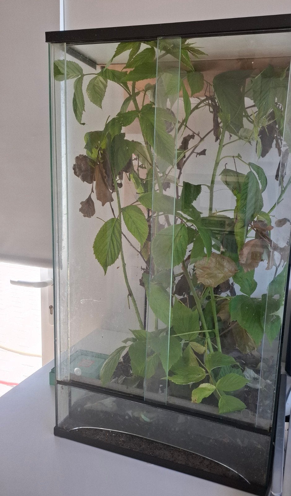 Terrarium met mooie wandelende takken, Dieren en Toebehoren, Reptielen en Amfibieën | Toebehoren, Ophalen