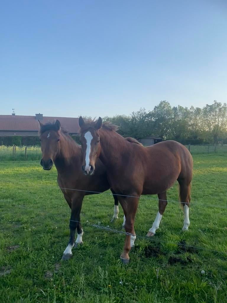 Freiberger - Franches Montagnes, Dieren en Toebehoren, Met stamboom, Ruin, Niet van toepassing, 0 tot 2 jaar