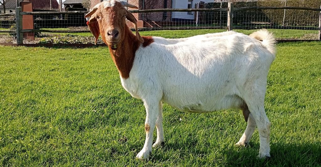 Boergeit met stamboek, Vrouwelijk, Geit, 3 tot 5 jaar