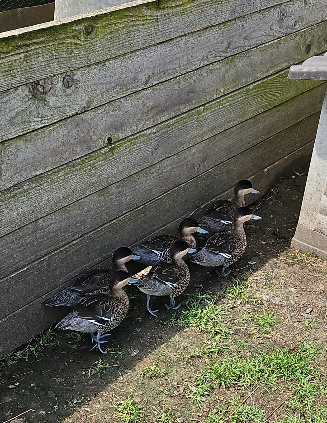 Siereenden, Dieren en Toebehoren, Pluimvee