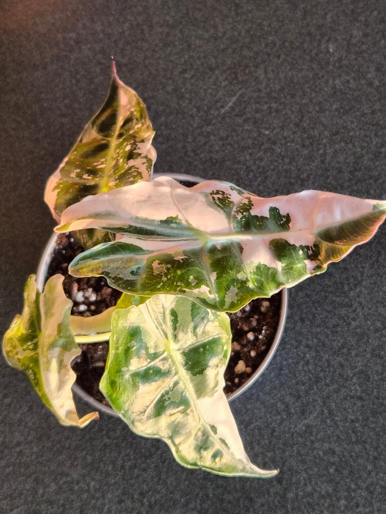 Alocasia Snowflake, Ophalen of Verzenden