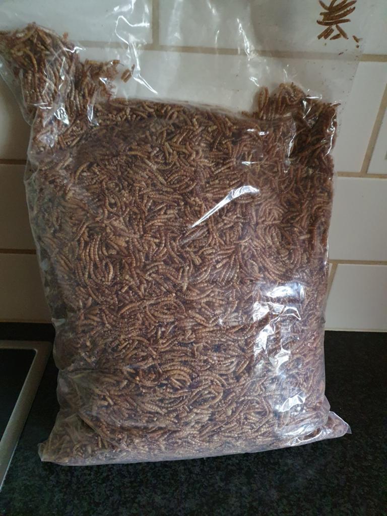 meelwormen 1 kilo, Dieren en Toebehoren, Knaagdieren en Konijnen | Toebehoren, Ophalen