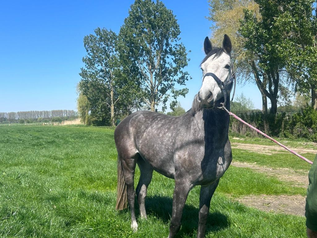 Springpaard te koop, Dieren en Toebehoren, Paarden, Springpaard