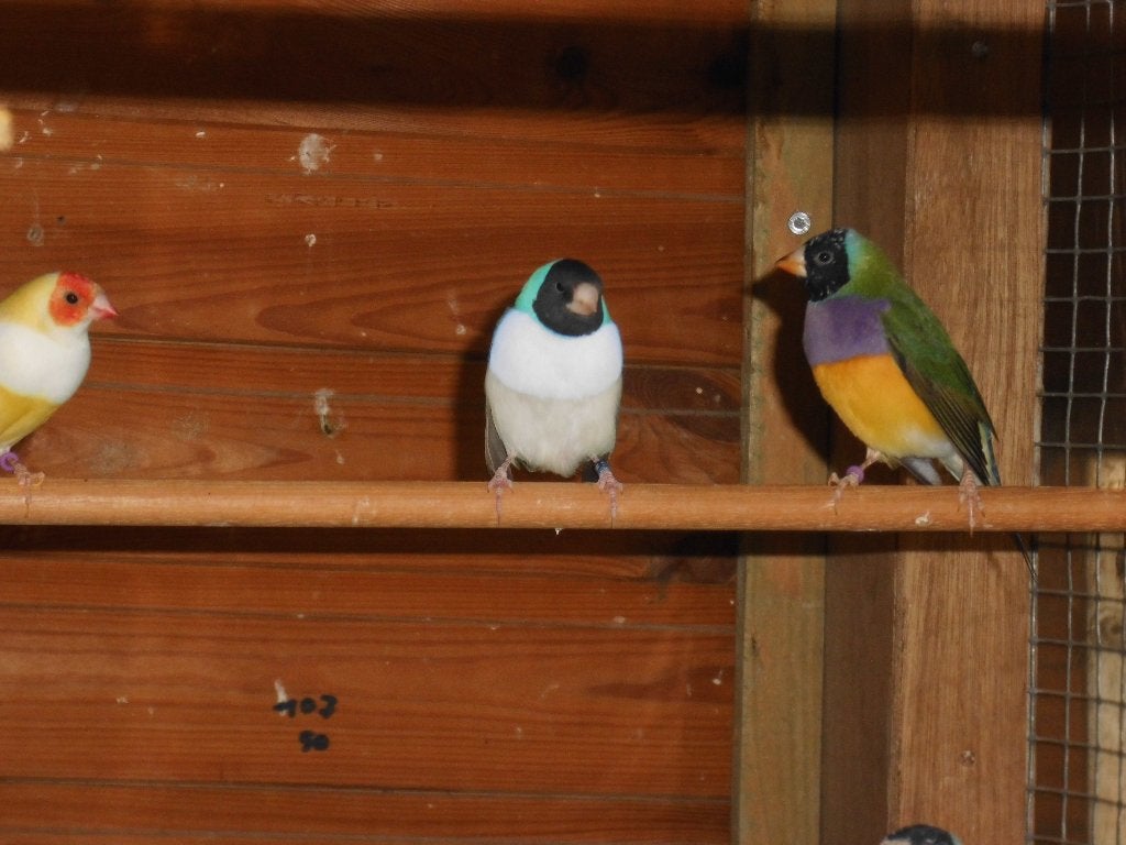 vogel