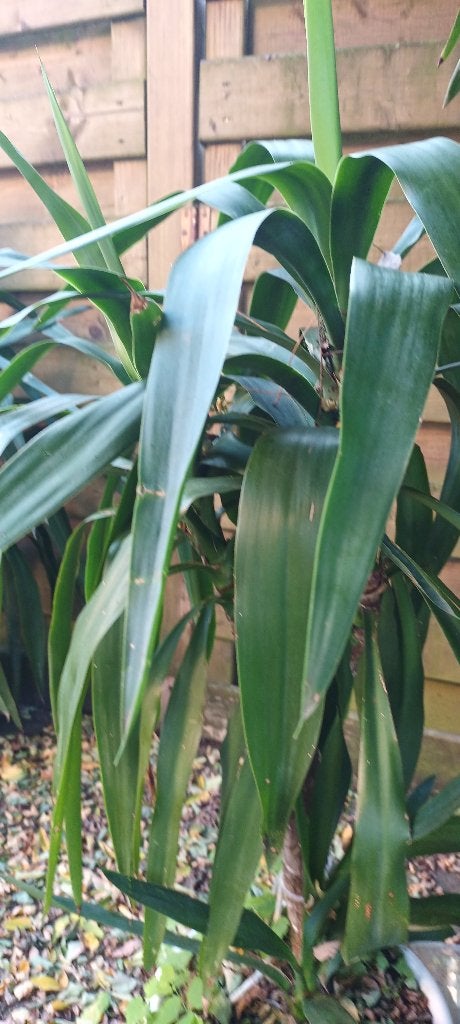 yucca, Maison & Meubles, En pot, Enlèvement, 100 à 150 cm, Yucca