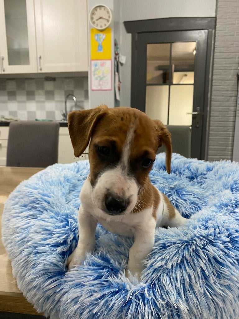 Kortpotige Jack Russel pups uit geteste ouders, Dieren en Toebehoren, België, Fokker | Hobbymatig, Jack Russell Terriër, Reu