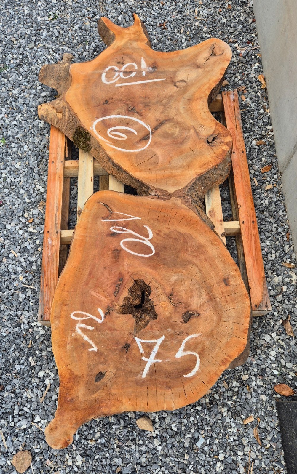 Plateaux en platane massif bois