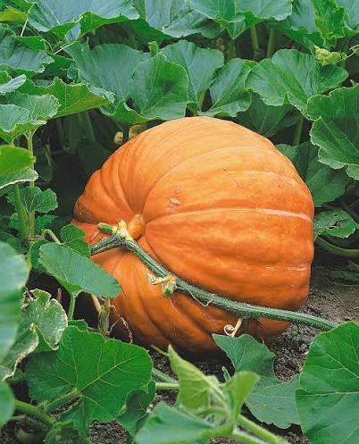 7 soorten pompoenen- sterke planten, Tuin en Terras, Ophalen, Winter