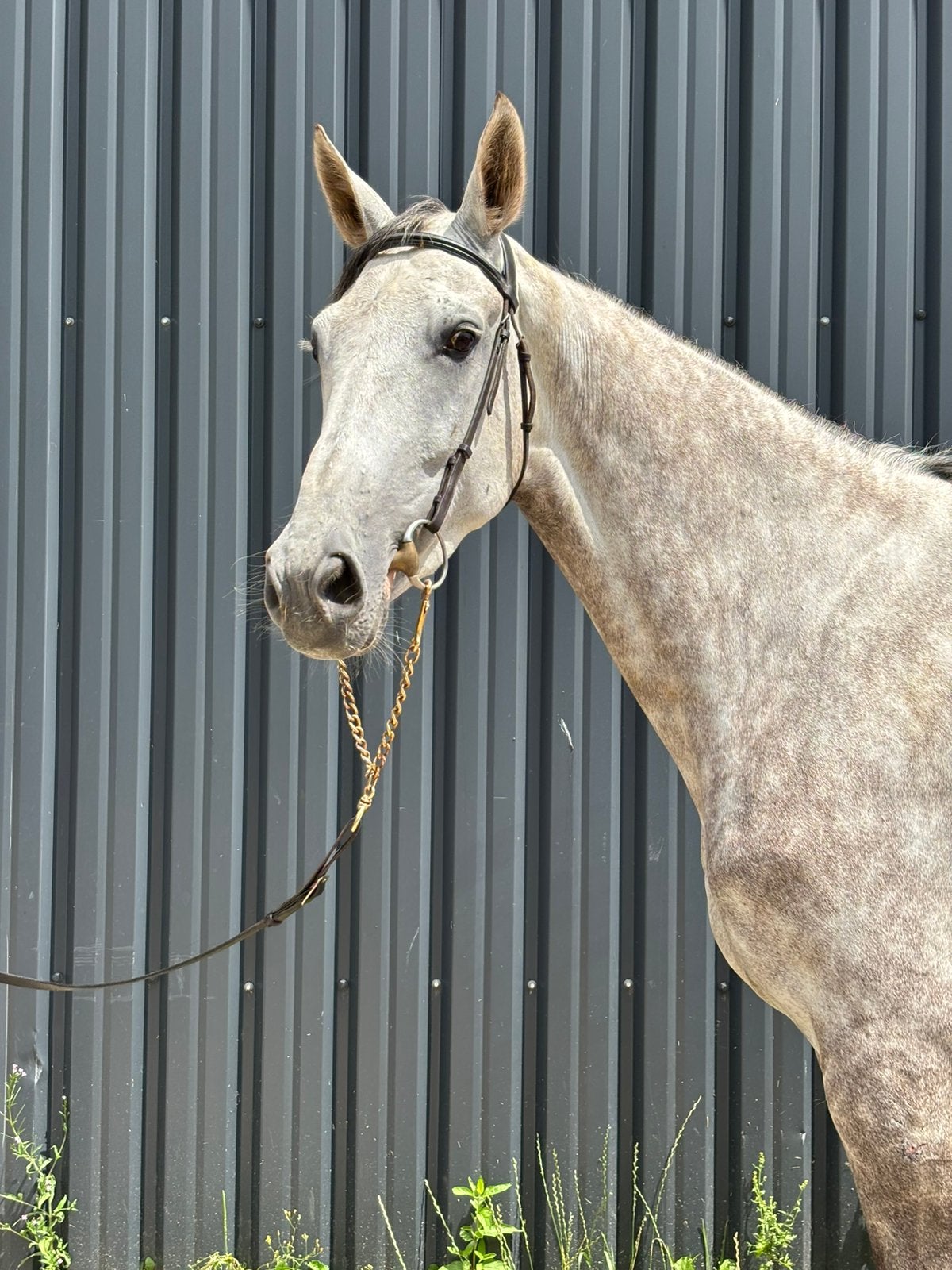 Fokmerrie, Animaux & Accessoires, Chevaux