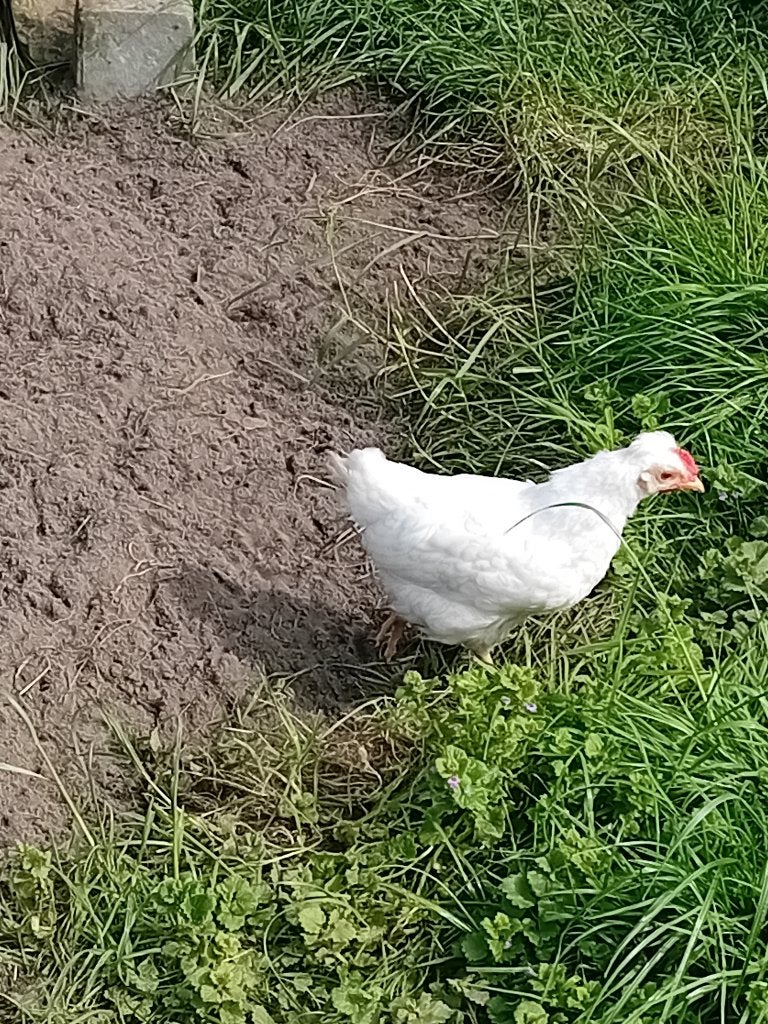 Raszuivere jonge cream legbar haan, Mannelijk, Kip