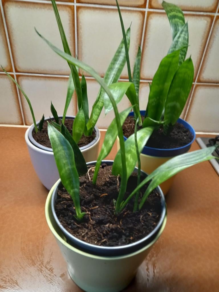 sanseveria, Ophalen