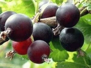 Jostabes (  Ribes nigrum  uva-crispa ), Tuin en Terras, Planten | Tuinplanten, Ophalen, Volle zon, Vaste plant, Fruitplanten