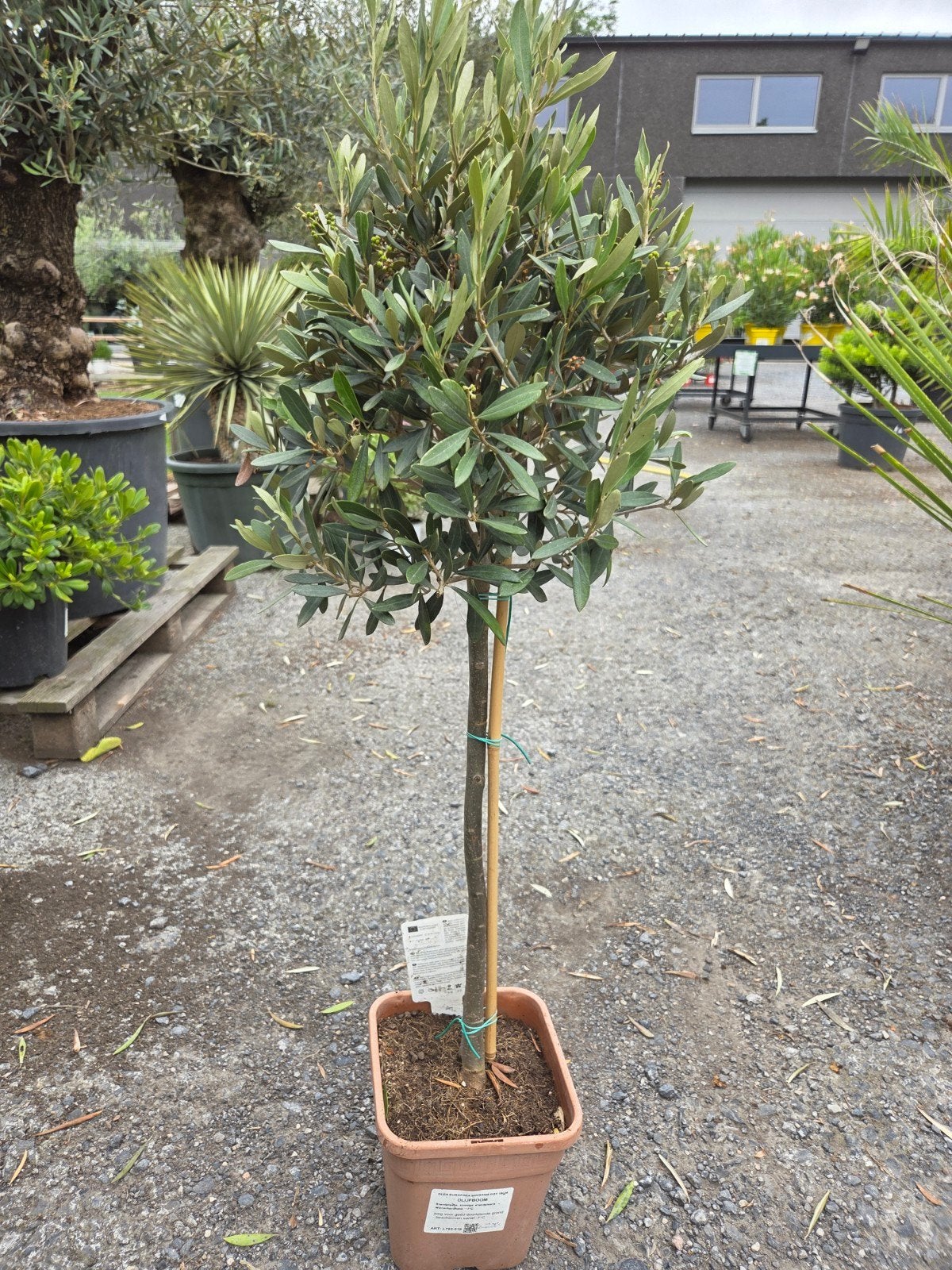 Olijfboom Olea Europaea, Tuin en Terras, Planten | Bomen, Ophalen, Olijfboom
