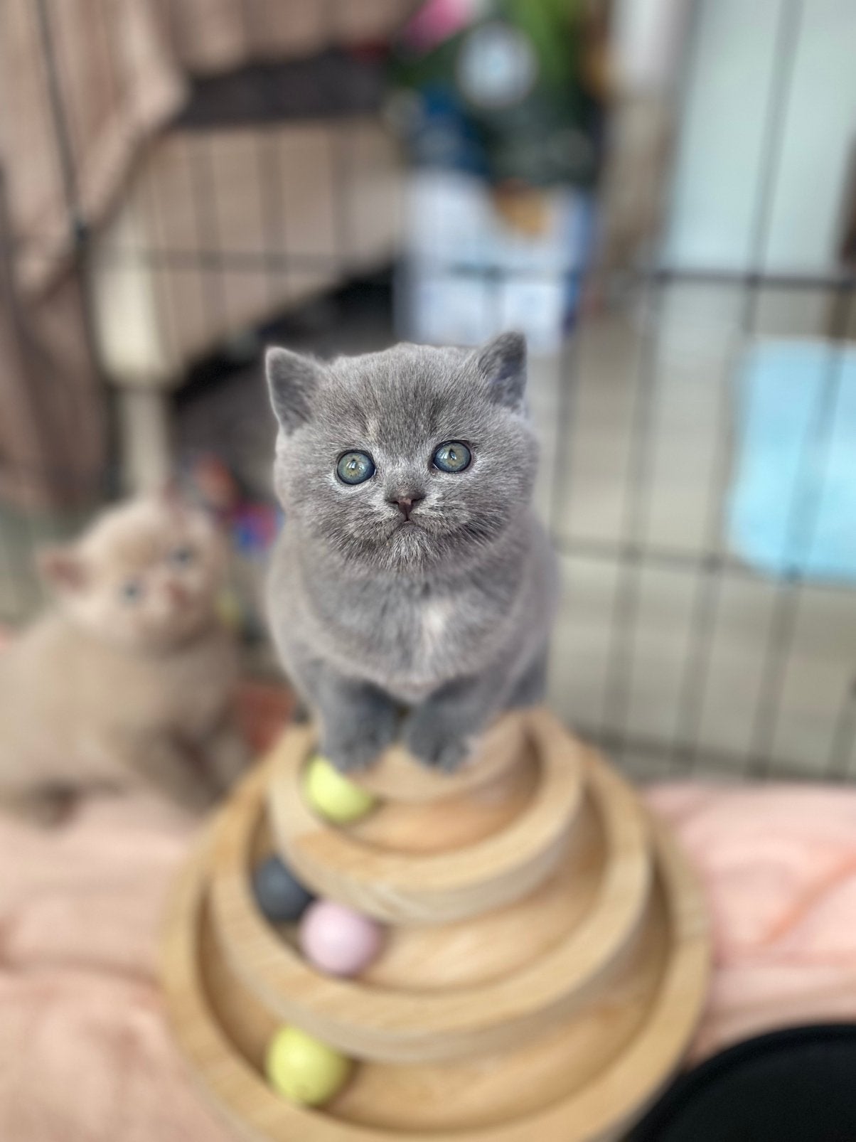 British shorthair, Plusieurs animaux, Avec pedigree, 0 à 2 ans