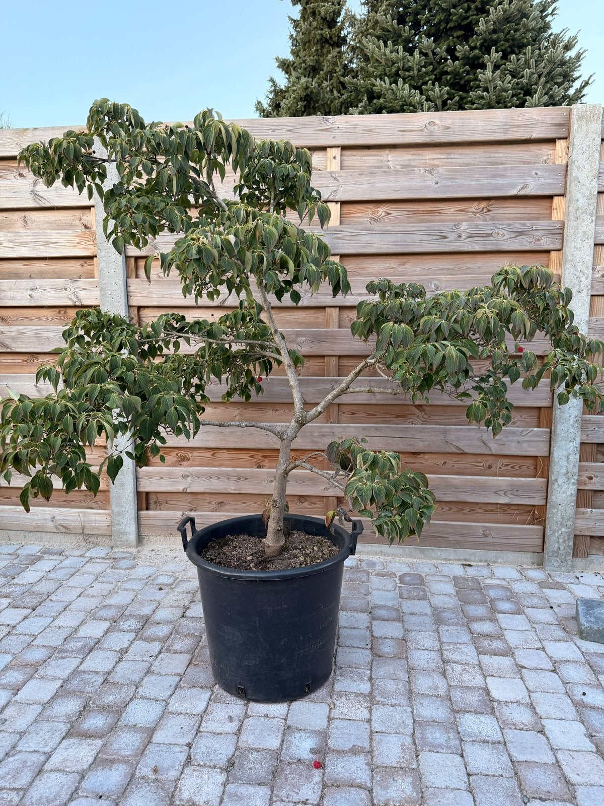 Cornus bonsai, Tuin en Terras, Ophalen