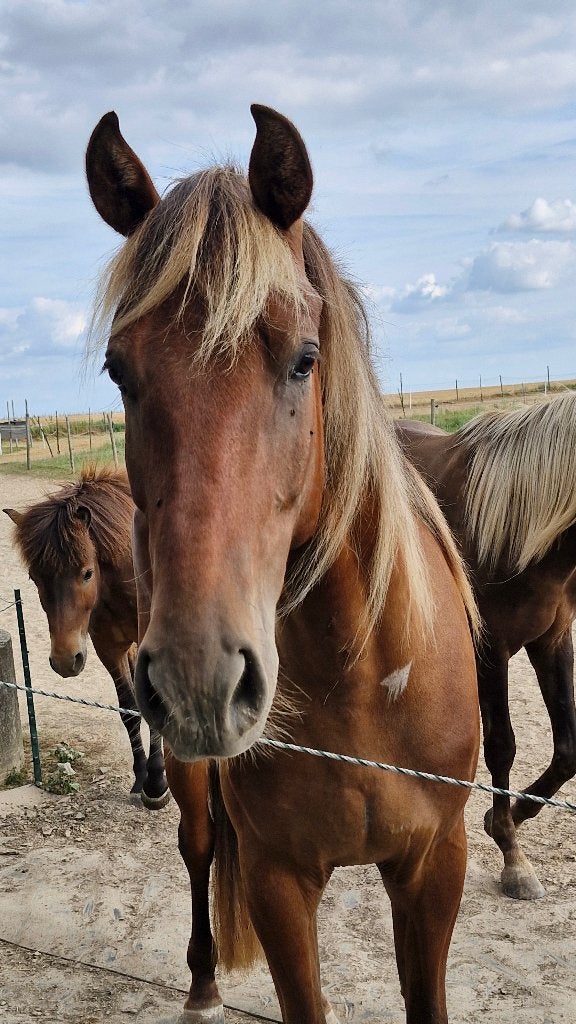 Rocky Mountain Horse, Minder dan 160 cm, Ruin, Niet van toepassing, 3 tot 6 jaar