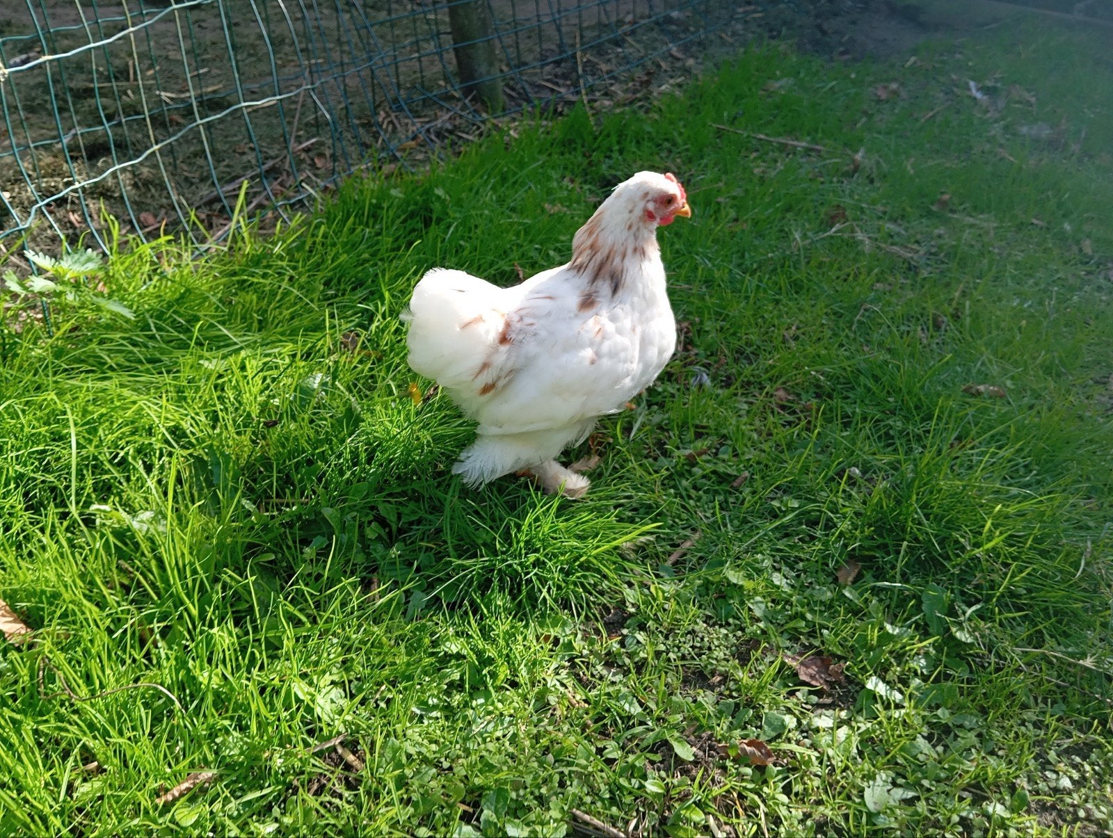 haantje cochin, Dieren en Toebehoren, Mannelijk, Kip