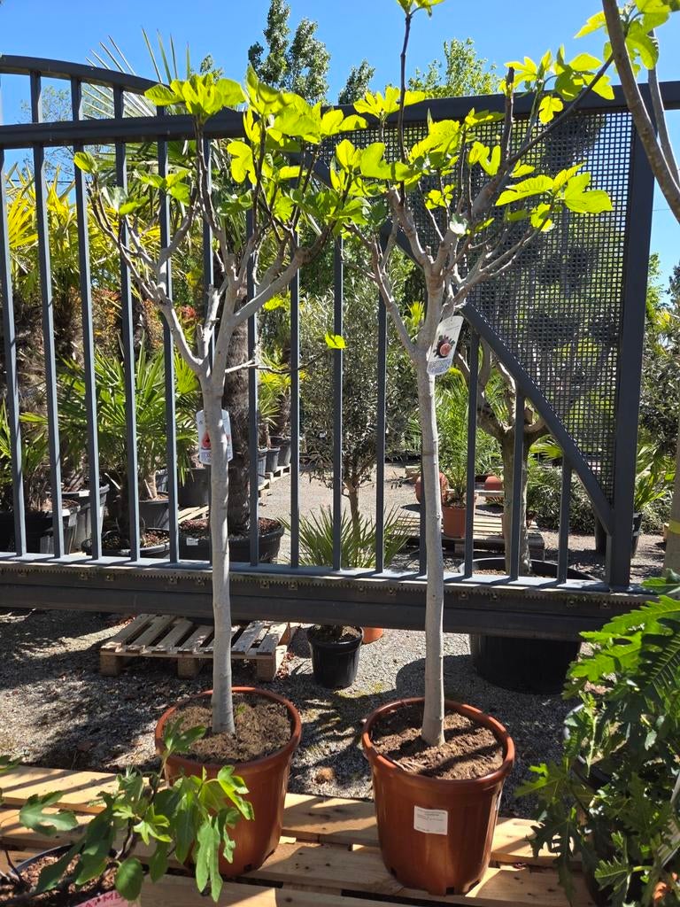 Vijgenboom Ficus Carica, Enlèvement