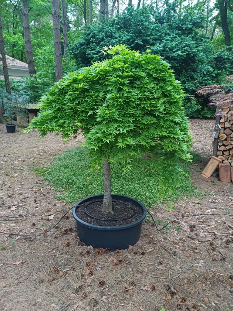 japanse esdoorn, Tuin en Terras, Ophalen