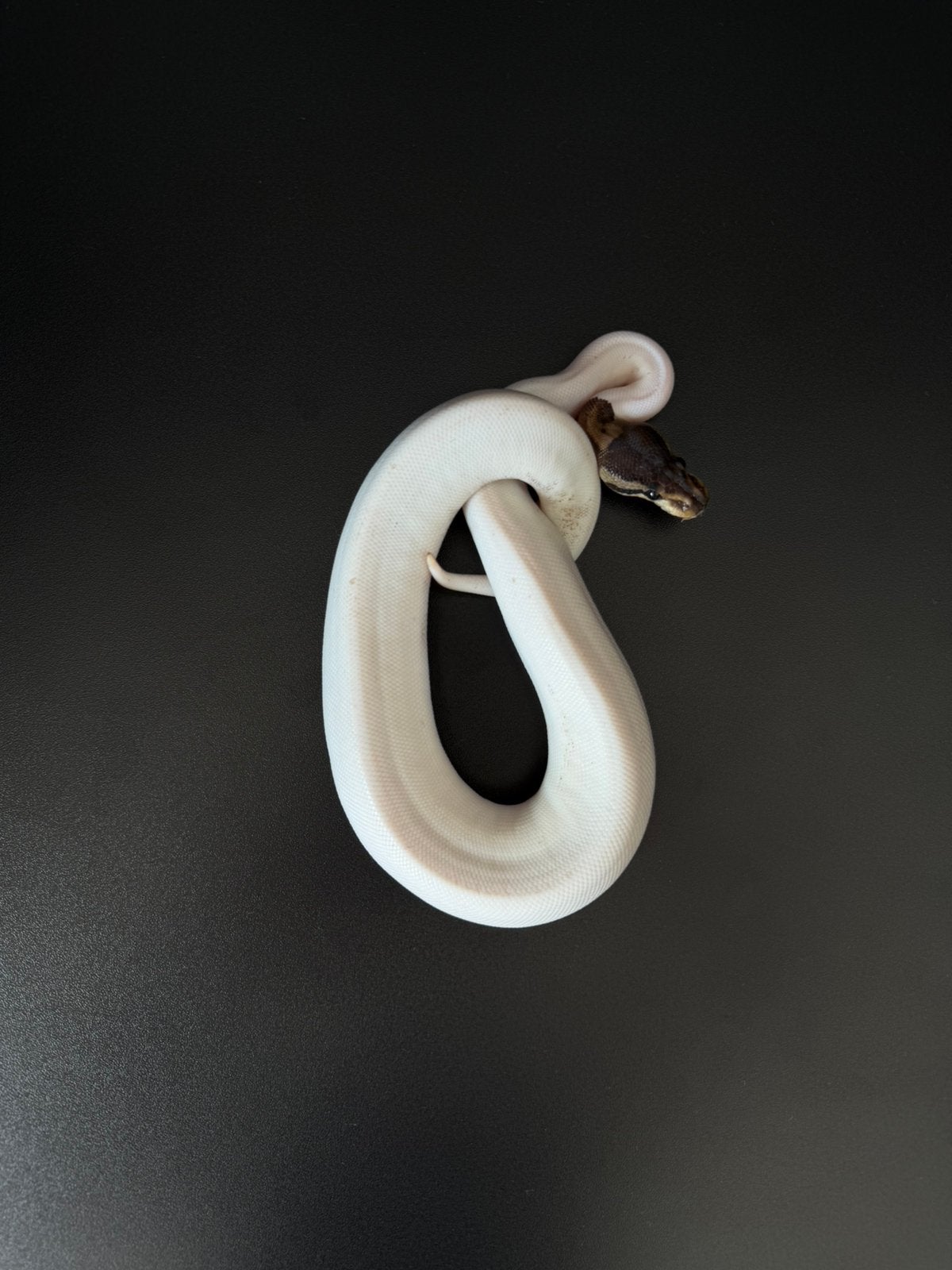 Pyhton regius piebald, Enlèvement, Comme neuf