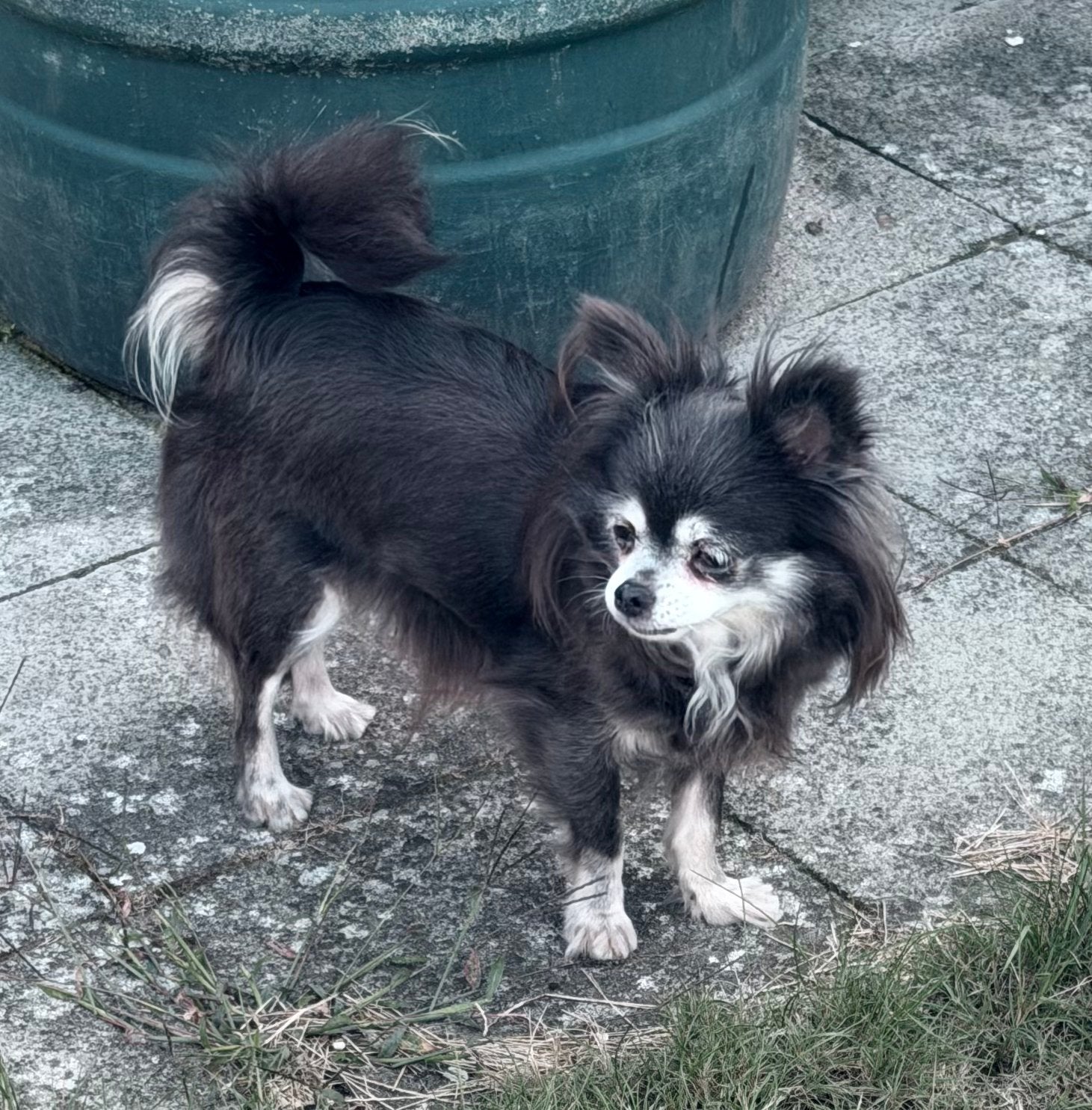 Chihuahua teefje, België, Fokker | Hobbymatig, Eén hond, Chihuahua