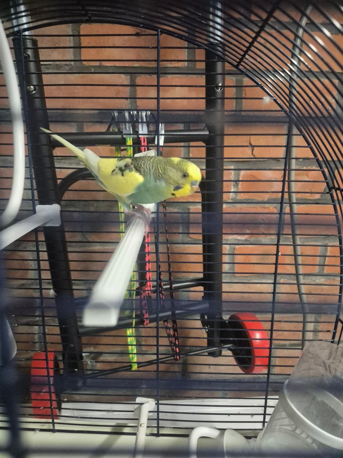 Budgie, Dieren en Toebehoren, Vogels | Parkieten en Papegaaien