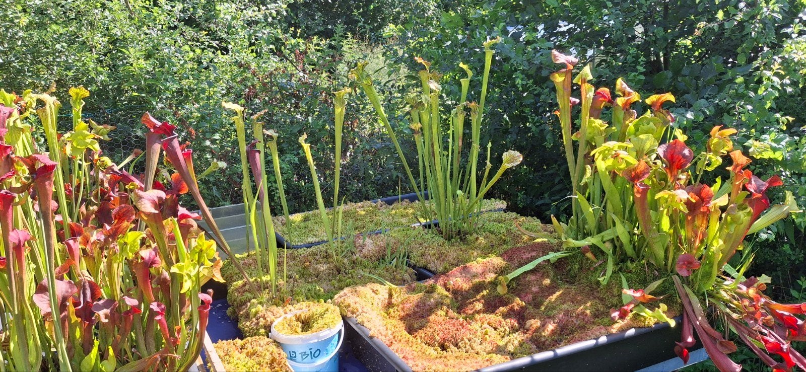 Sarracenia te koop, Tuin en Terras, Ophalen