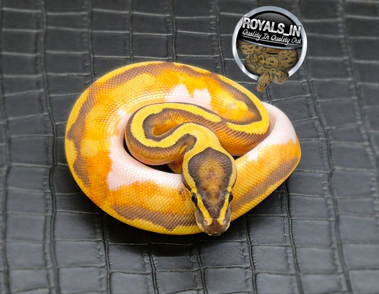 Python regius Ball Python - male for sale from ROYALS_IN