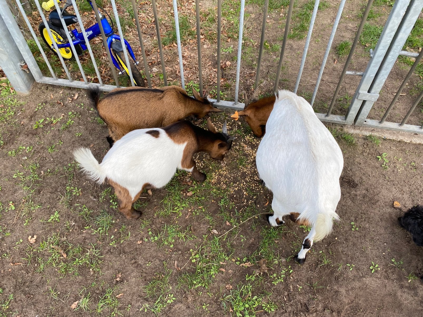 4 jarig mieke met lammetjes, Femelle, Chèvre, 3 à 5 ans