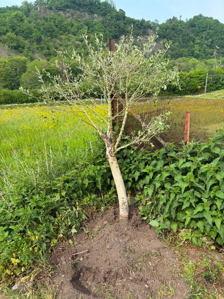 Un oliviers (arbre), 100 à 250 cm, Plein soleil, Printemps, Enlèvement