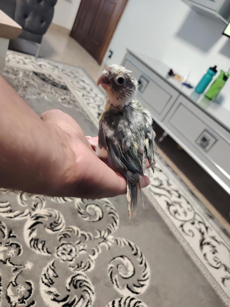 Super tamme baby pyrrhura, Geslacht onbekend, Parkiet, Geringd